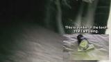 Embedded thumbnail for Walk Through Biggin Wood With A Bright Chinese Torch