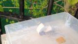 Embedded thumbnail for To Catch Some Mice Part 7 - Baby Thug Mouse vs The MPZ IR Mouse Trap