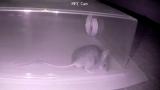 Embedded thumbnail for To Catch Some Mice Part 10 - MI5 Mouse Agent 2 vs The MPZ IR Mouse Trap